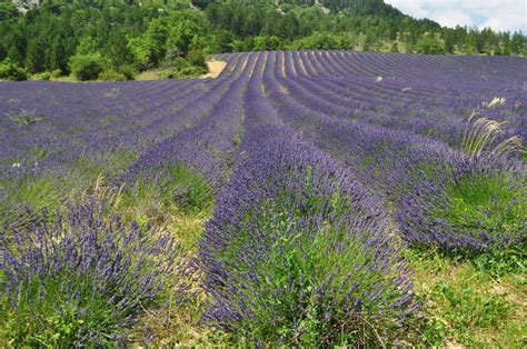 Our House in Provence: Lavender fields in Vaucluse and nearby Drôme ...