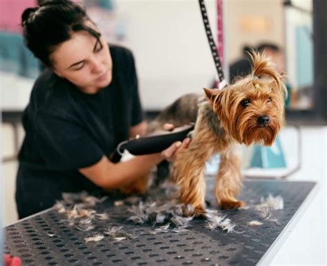 Dog grooming style guide: the top 10 cuts and trims | Protectivity