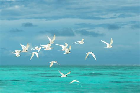 1000+ Beautiful Birds Flying Photos · Pexels · Free Stock Photos