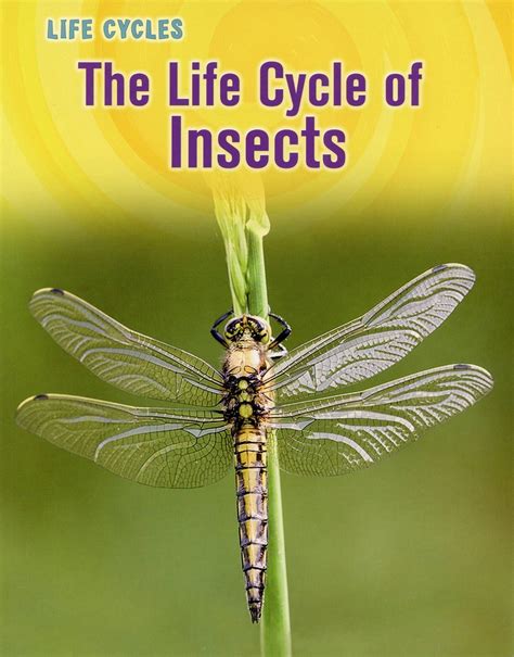 The Life Cycle of Insects (Animal Class Life Cycle Series)