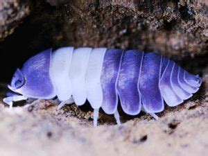 Panda King Isopod For Sale Cubaris sp (Overnight Shipping)