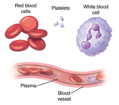 Pictures Of Blood Cells