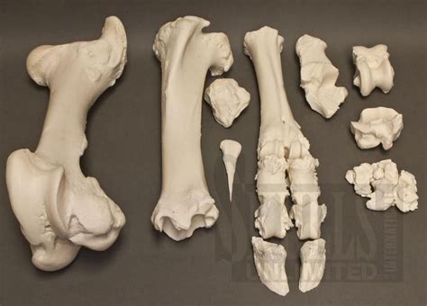 Complete Cow Hind leg with Pathology (Bos taurus) | Cow, Pathology, Taurus