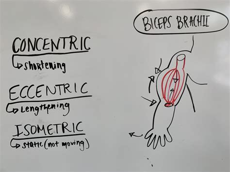 The 3 Types of Muscle Contractions and Their Best Uses - Invictus Fitness