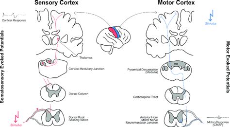 Principles of transcranial motor evoked potentials (tcMEP) and... | Download Scientific Diagram