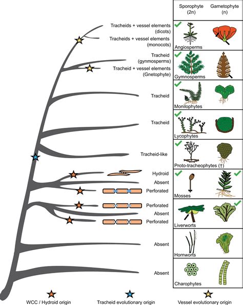 Review: Deep origin and gradual evolution of transporting tissues ...