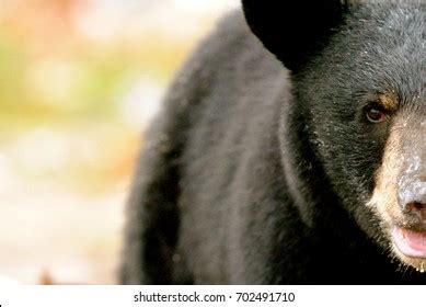 14,126 Black bear eyes Images, Stock Photos & Vectors | Shutterstock