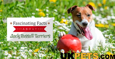 5 Fascinating Jack Russell Facts You Never Knew Before| UK Pets