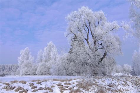 Beautiful Winter Scene . Lithuania Landscape Stock Photo - Image of ...