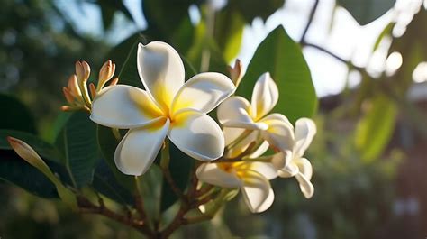 "Plumeria Alba" Images – Browse 2,732 Stock Photos, Vectors, and Video ...