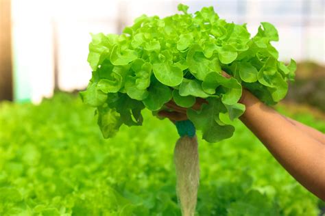 Cómo cultivar lechuga hidropónica: instrucciones y consejos para el cuidado de las plantas