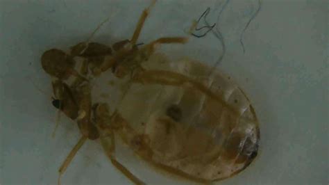 Bed Bug Shells: What Do They Look Like? (with Real Photos)