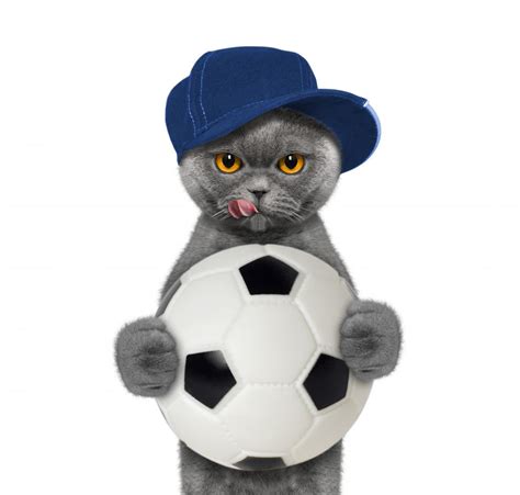 You Are Not Ready For These Soccer Cat Stock Photos