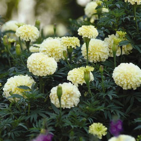 African Marigold Seed To Flower - Sevilla Lanueva