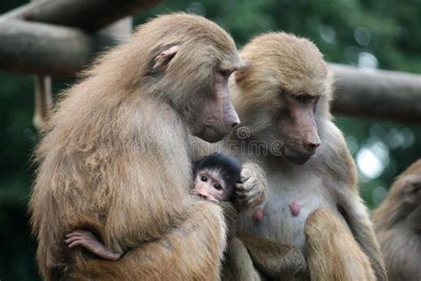 Baboon Family - Parents with Their Baby Stock Image - Image of wildlife, care: 136355825