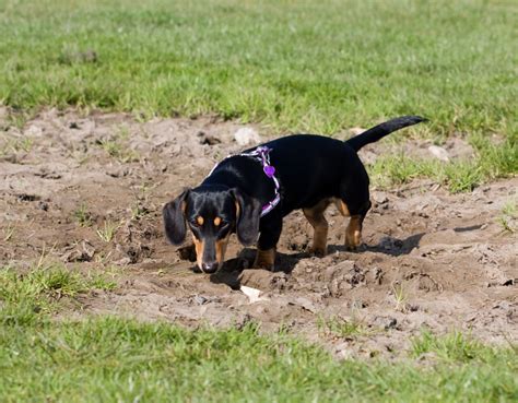 Dachshund Dog Free Stock Photo - Public Domain Pictures
