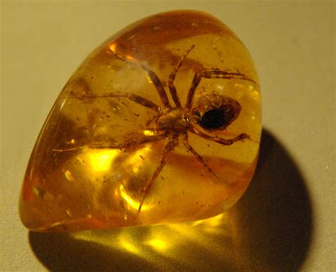 File:Spider in amber (1).jpg - Wikimedia Commons
