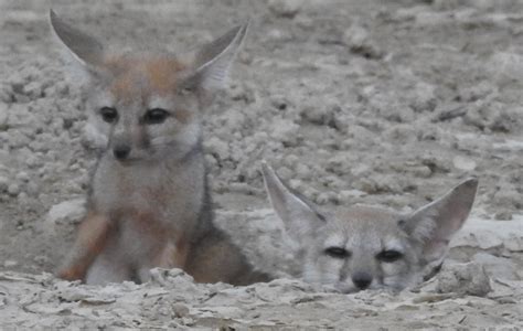 Indian Fox Pups | BirdForum