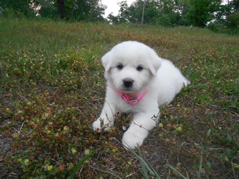 My Great Pyrenees Puppy