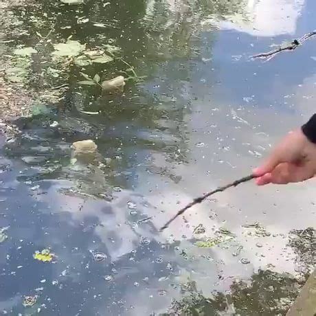 Helping a Eurasian Coot build a nest - Awesome