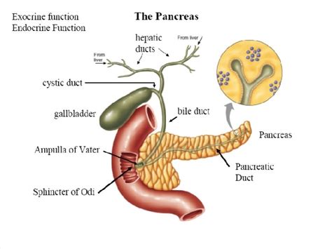 Pancreas Pancreatic juice 1 to 1 5 L