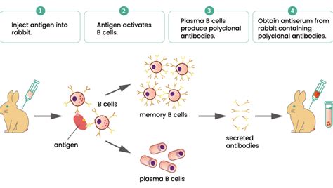 Describe How Specific Antibodies Are Generated for Use in Research ...