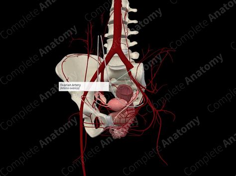 Ovarian Artery (Left) | Complete Anatomy