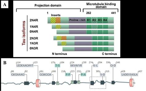 Structure of Tau protein. A. Domains of Tau isoforms in the adult human ...