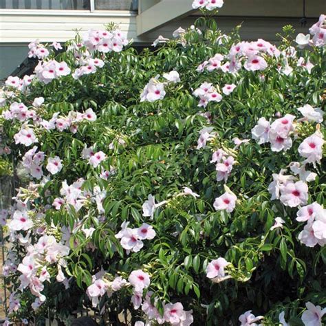 PANDOREA jasminoides Pink Magic - N-Z miscellaneous – Australian Seed