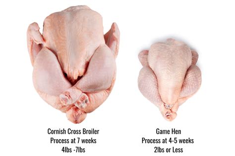 What Is A Cornish Game Hen? | Meyer Hatchery Blog