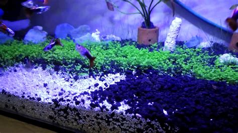 AKUARIUM IKAN GUPPY / Aquascape Guppy - YouTube