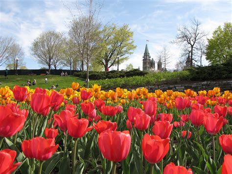 Destination Mike: Ottawa Tulip Festival