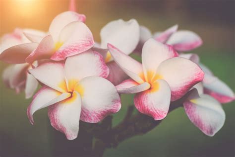 Frangipani Flower Meaning - Flower Meaning