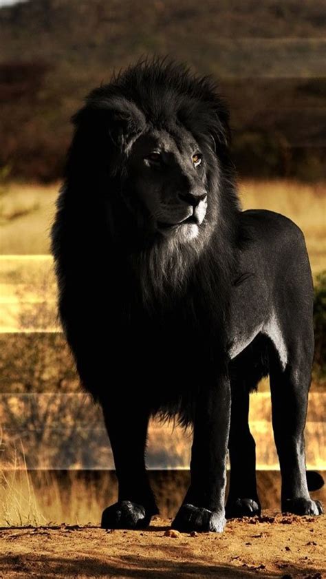 Black lion - SF Wallpaper