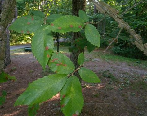 Winged Elm (Ulmus alata)