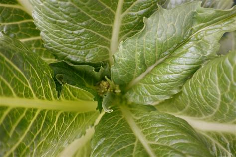 Harvesting Mustard Greens Seeds - The Balcony Farmer