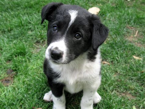 border collie x 2 : Puppies for Sale : Dogs for sale in Ontario, Canada | Curious Puppies