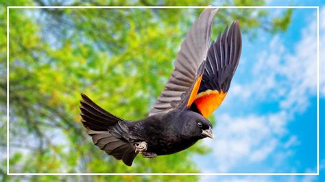 7 Black Bird With Orange Stripe On Wings (ID and Pictures)