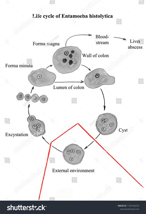 Life Cycle Parasitic Amoeba Entamoeba Histolytica 스톡 일러스트 1150156253 | Shutterstock