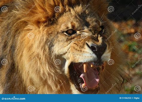 Lion Roar Stock Photos - Image: 5106253