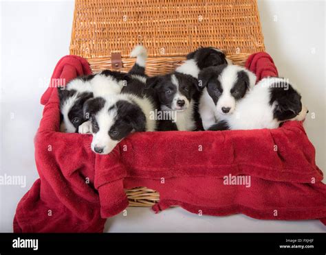 Border Collie Puppies Stock Photo - Alamy