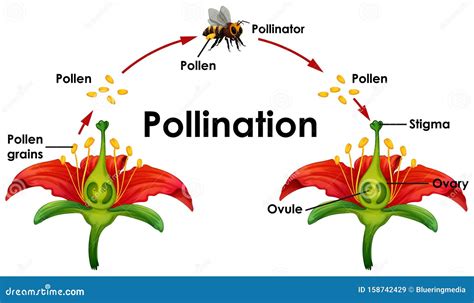 Diagram Showing Pollination with Flower and Bee Stock Vector ...