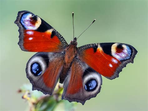 peacock butterfly - Google Search | Butterfly pictures, Peacock ...