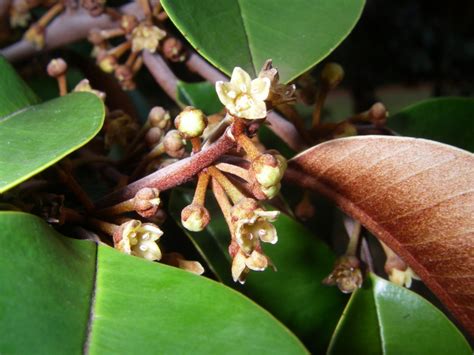 National Tropical Botanical Garden | Chrysophyllum cainito - Plant ...