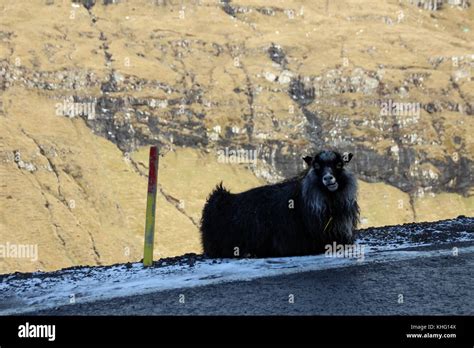 Wildlife in the Faroe Islands Stock Photo - Alamy