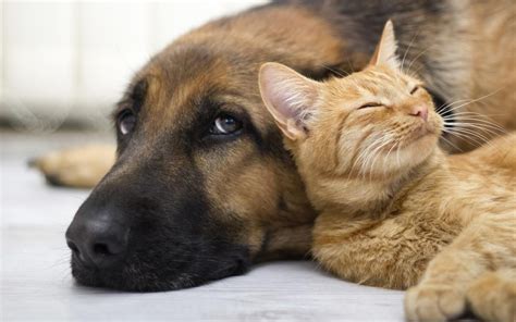 Los mejores vídeos de gatos y perros durmiendo juntos | Dog cat ...