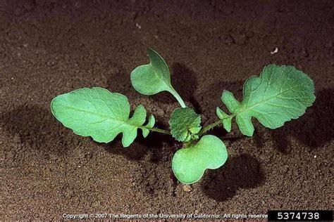 Wild Radish | Cornell Weed Identification