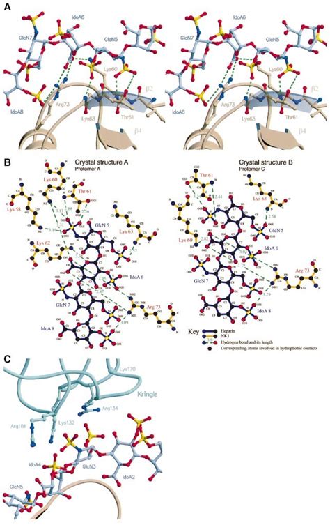 Interaction of NK1 with heparin. (A) Stereoview of interactions between... | Download Scientific ...