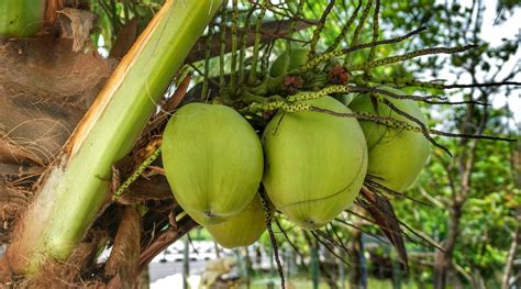 How Tuba and Bahalina, Also Known as Coconut Wine, Are Made | Delishably