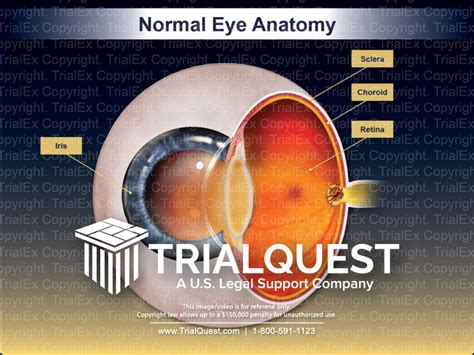 Normal Eye Anatomy - TrialExhibits Inc.